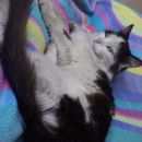 Подробнее об объявлении «Ковров Пропал кот» Фото: пропала кошка  «Ковров Пропал кот» в г. Ковров