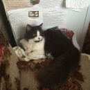 Подробнее об объявлении «Пропала кошка Люберцы» Фото: пропала кошка  «Пропала кошка Люберцы» в г. Люберцы