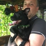 Подробнее об объявлении «Найдена собака небольшая черная Дмитров» Фото: найдена собака  «Найдена собака небольшая черная Дмитров» в г. Дмитров