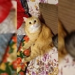 Подробнее об объявлении «Пропала кошка в мкр. клязьма Пушкино» Фото: пропала кошка  «Пропала кошка в мкр. клязьма Пушкино» в г. Пушкино
