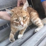 Подробнее об объявлении «Пропал кот рыжий кот, хромает на переднюю лапу Троицк» Фото: пропала кошка  «Пропал кот рыжий кот, хромает на переднюю лапу...» в г. Троицк