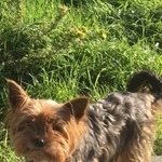 Подробнее об объявлении «Пропала собака прошу максимальный репост Санкт-Петербург» Фото: пропала собака Йоркширский терьер «Пропала собака прошу максимальный репост...» в г. Санкт-Петербург