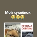 Подробнее об объявлении «Пропала собака кобель ищу померанского шпица   Москва» Фото: пропала собака Померанский шпиц «Пропала собака кобель ищу померанского шпица...» в г. Москва