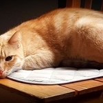 Подробнее об объявлении «Москва Найдена кошка» Фото: найдена кошка  «Москва Найдена кошка» в г. Москва