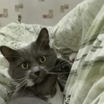 Подробнее об объявлении «Пропал кот Москва» Фото: пропала кошка  «Пропал кот Москва» в г. Москва