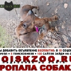 Подробнее об объявлении «Пропала собака кобель потерялась такса Санкт-Петербург» Фото: пропала собака Такса «Пропала собака кобель потерялась такса...» в г. Санкт-Петербург