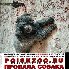 Подробнее об объявлении «Пропала собака пос.воскесенское, дер. губкино Москва» Фото: пропала собака Пудель «Пропала собака пос.воскесенское, дер. губкино...» в г. Москва