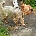 Подробнее об объявлении «Быково (Московская обл.) Пропала собака» Фото: пропала собака Йоркширский терьер «Быково (Московская обл.) Пропала собака» в г. Быково (Московская обл.)