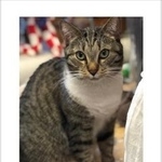 Подробнее об объявлении «Пропала кошка Москва» Фото: пропала кошка  «Пропала кошка Москва» в г. Москва