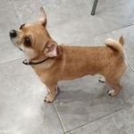 Подробнее об объявлении «Найдена собака кобель Тюмень» Фото: найдена собака Чихуахуа «Найдена собака кобель Тюмень» в г. Тюмень
