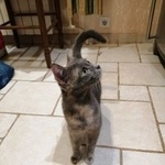 Подробнее об объявлении «Москва Найдена кошка» Фото: найдена кошка  «Москва Найдена кошка» в г. Москва