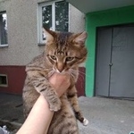 Подробнее об объявлении «Найдена кошка Курган» Фото: найдена кошка  «Найдена кошка Курган» в г. Курган
