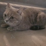 Подробнее об объявлении «Найдена кошка Курган» Фото: найдена кошка  «Найдена кошка Курган» в г. Курган