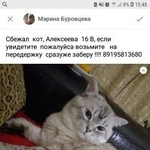 Подробнее об объявлении «Курган Пропала кошка» Фото: пропала кошка  «Курган Пропала кошка» в г. Курган