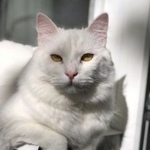 Подробнее об объявлении «Пропал кот Москва» Фото: пропала кошка  «Пропал кот Москва» в г. Москва