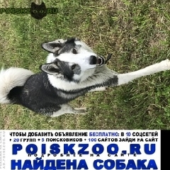 Подробнее об объявлении «Найдена собака кобель хаски Чкаловск» Фото: найдена собака  «Найдена собака кобель хаски Чкаловск» в г. Чкаловск