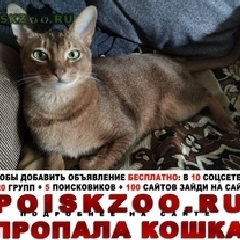 Подробнее об объявлении «Видное Пропал кот абиссинец, дикий окрас» Фото: пропала кошка Абиссинская «Видное Пропал кот абиссинец, дикий окрас» в г. Видное
