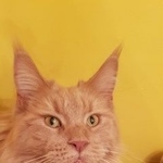 Подробнее об объявлении «Пропал кот Москва» Фото: пропала кошка Мейн-кун «Пропал кот Москва» в г. Москва