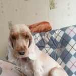 Подробнее об объявлении «Белоярский (Свердловская обл.) Пропала собака английский кокер-спаниель кася» Фото: пропала собака Английский кокер-спаниель «Белоярский (Свердловская обл.) Пропала собака...» в г. Белоярский (Свердловская обл.)