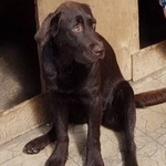 Подробнее об объявлении «Пропала собака лабрадор Адлер» Фото: пропала собака Лабрадор ретривер «Пропала собака лабрадор Адлер» в г. Адлер