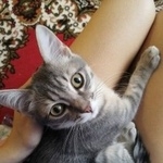 Подробнее об объявлении «Пропал кот Томск» Фото: пропала кошка  «Пропал кот Томск» в г. Томск