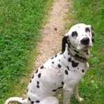Подробнее об объявлении «Найдена собака далматин, девочка Дмитров» Фото: найдена собака Далматин «Найдена собака далматин, девочка Дмитров» в г. Дмитров