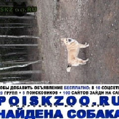 Подробнее об объявлении «Найдена собака Сергиев Посад» Фото: найдена собака  «Найдена собака Сергиев Посад» в г. Сергиев Посад