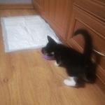 Подробнее об объявлении «Москва Найден котёнок» Фото: найдена кошка  «Москва Найден котёнок» в г. Москва