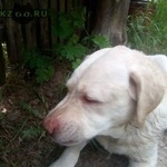 Подробнее об объявлении «Найдена собака кобель лабрадор, мальчик. сормово Нижний Новгород» Фото: найдена собака Лабрадор ретривер «Найдена собака кобель лабрадор, мальчик....» в г. Нижний Новгород