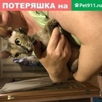Подробнее об объявлении «Найдена кошка сфинкс девочка (предположительно беремен Голицыно (Московская обл.)» Фото: найдена кошка Сфинкс «Найдена кошка сфинкс девочка (предположительно...» в г. Голицыно (Московская обл.)