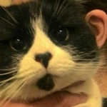 Подробнее об объявлении «Пропала кошка Москва» Фото: пропала кошка  «Пропала кошка Москва» в г. Москва