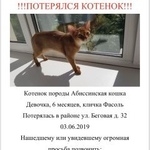 Подробнее об объявлении «Пропала кошка Москва» Фото: пропала кошка Абиссинская «Пропала кошка Москва» в г. Москва