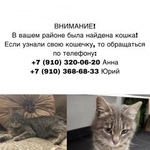 Подробнее об объявлении «Белгород Найдена кошка» Фото: найдена кошка  «Белгород Найдена кошка» в г. Белгород