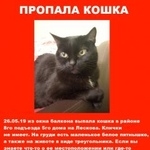 Подробнее об объявлении «Пропала кошка помогите найти друга Абрамцево» Фото: пропала кошка  «Пропала кошка помогите найти друга Абрамцево» в г. Абрамцево