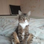 Подробнее об объявлении «Пропал кот внимание   Красноярск» Фото: пропала кошка  «Пропал кот внимание   Красноярск» в г. Красноярск