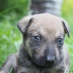 Подробнее об объявлении «Воронеж Найдена собака кобель ы щенки» Фото: найдена собака  «Воронеж Найдена собака кобель ы щенки» в г. Воронеж