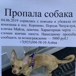 Подробнее об объявлении «Люберцы Пропала собака коренево» Фото: пропала собака Чихуахуа «Люберцы Пропала собака коренево» в г. Люберцы