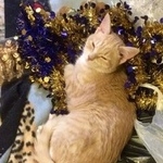 Подробнее об объявлении «Пропал кот рыжий кот Москва» Фото: пропала кошка  «Пропал кот рыжий кот Москва» в г. Москва