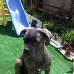 Подробнее об объявлении «Батайск Пропала собака кобель» Фото: пропала собака Кане-корсо «Батайск Пропала собака кобель» в г. Батайск