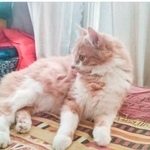 Подробнее об объявлении «Пропала кошка на красноказарменной улице Москва» Фото: пропала кошка  «Пропала кошка на красноказарменной улице Москва» в г. Москва