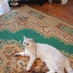 Подробнее об объявлении «Пропал кот британец (вискас) Москва» Фото: пропала кошка Британская короткошерстная «Пропал кот британец (вискас) Москва» в г. Москва