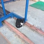 Подробнее об объявлении «Москва Найдена кошка» Фото: найдена кошка  «Москва Найдена кошка» в г. Москва