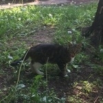 Подробнее об объявлении «Москва Найдена кошка» Фото: найдена кошка  «Москва Найдена кошка» в г. Москва