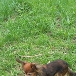 Подробнее об объявлении «Пропала собака   Королев» Фото: пропала собака Той-терьер «Пропала собака   Королев» в г. Королев