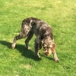 Подробнее об объявлении «Пропала собака кобель дратхаар в атабаево Лаишево» Фото: пропала собака Дратхаар «Пропала собака кобель дратхаар в атабаево Лаишево» в г. Лаишево