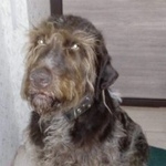 Подробнее об объявлении «Нижняя Салда Найдена собака сука дратхаара» Фото: найдена собака Дратхаар «Нижняя Салда Найдена собака сука дратхаара» в г. Нижняя Салда