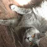 Подробнее об объявлении «Пропал кот британсий Электросталь» Фото: пропала кошка Британская короткошерстная «Пропал кот британсий Электросталь» в г. Электросталь