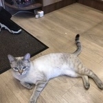 Подробнее об объявлении «Москва Найден кот» Фото: найдена кошка  «Москва Найден кот» в г. Москва