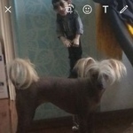 Подробнее об объявлении «Конаково Пропала собака» Фото: пропала собака Китайская хохлатая собака «Конаково Пропала собака» в г. Конаково