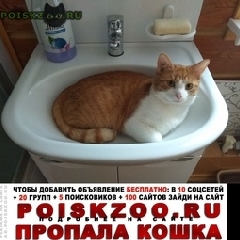 Подробнее об объявлении «Нижний Новгород Пропал кот» Фото: пропала кошка  «Нижний Новгород Пропал кот» в г. Нижний Новгород